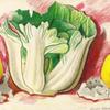 生菜和柠檬