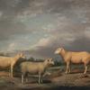 瑞兰羊，国王的公羊，国王的母羊和萨默维尔勋爵的母羊