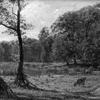 Landscape with motif from Fuglsangssøen in Jægersborg Dyrehave