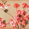 粉红杜鹃花