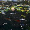 带鱼睡莲