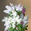 丁香花静物画