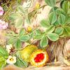 花生和带刺的葫芦，圣约翰，卡夫拉利亚