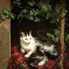 猫与猫