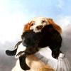 黑毛猎犬