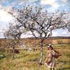Spring Blossom at Ambersham