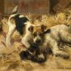 猎狐梗