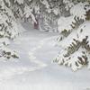 冰雪覆盖冷杉的冬季景观