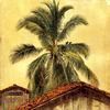 厄瓜多尔棕榈树和屋顶