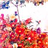 花田