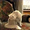 猫在洗衣服