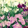 鸢尾花