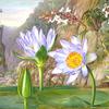 Water-Lily and Surrounding Vegetation in Van Staaden's Kloof
