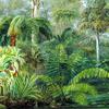 棕榈和蕨类植物，昆士兰植物园的一幕