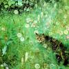 夏日草地上的猫