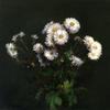 一束白菊花