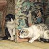 猫在日本屏幕上玩耍