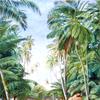 锡兰加勒椰子树下的路边景色
