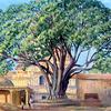 印度泰米尔纳德邦斯利兰加姆Peepul Tree