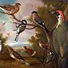 英国鸟类：玉米雀；大山雀；牛翅；绿啄木鸟；琵琶鸟；鹪鹩；和煤雀