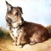 猎犬
