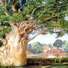 印度坦乔尔公主花园里的非洲猴面包树