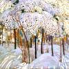 十月下雪
