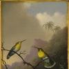 两只蜂鸟：“铜尾亚马齐利”
